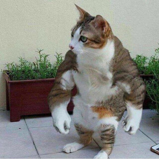 Strong cat Blank Template Imgflip