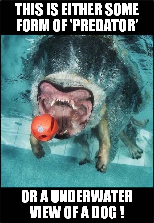 dogs underwater Memes & GIFs Imgflip