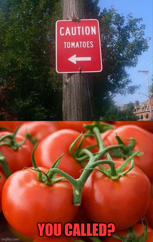 Tomatoes Imgflip