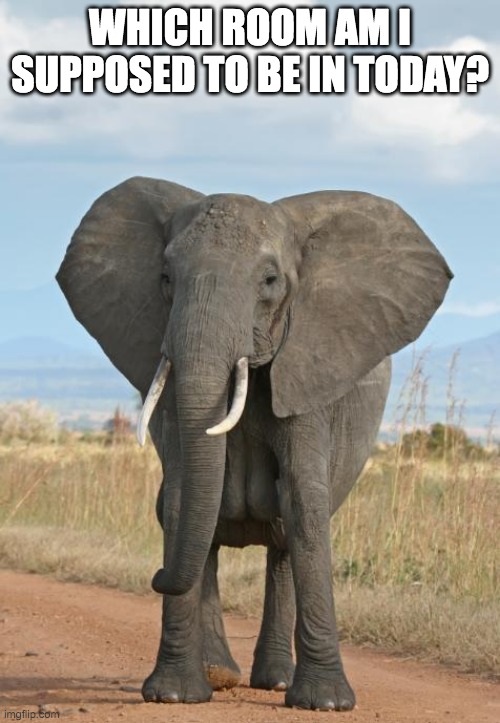 Elephant in the room Imgflip