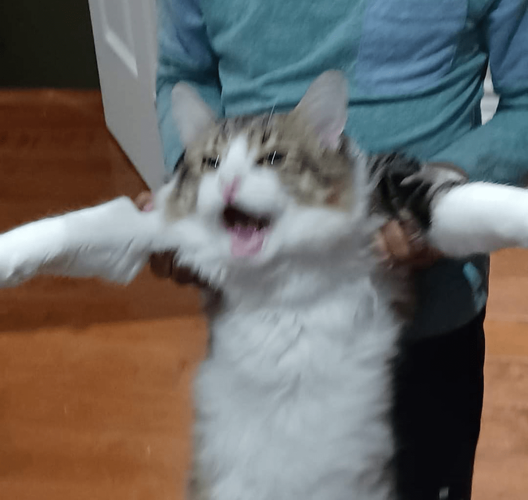 Hold Me Back Cat Memes Imgflip