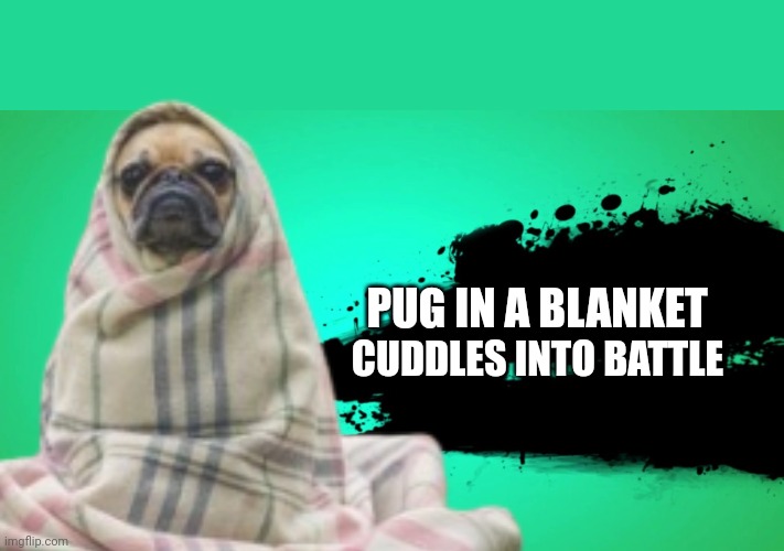 Pug in a blanket Imgflip