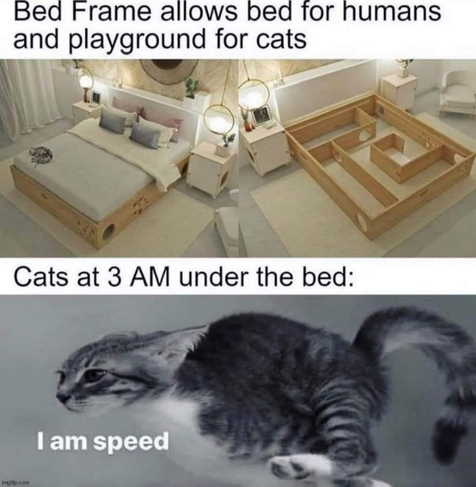 Image tagged in cats,i am speed Imgflip