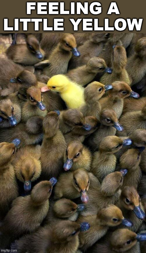 Little ducks are so cute Imgflip