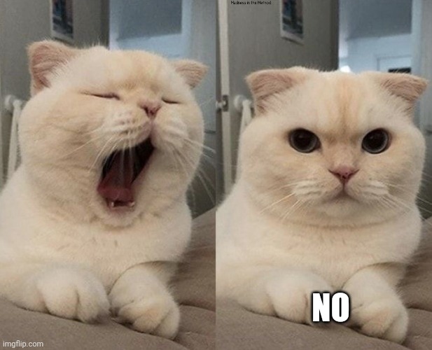 What do you think? Imgflip