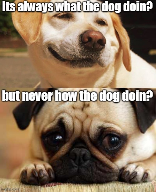 What the dog doin? Imgflip