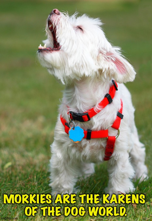 They never shut up Imgflip