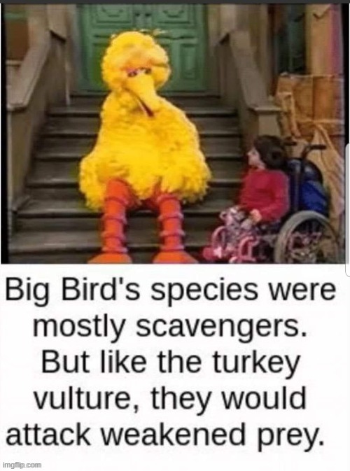 Turkey Vulture Imgflip