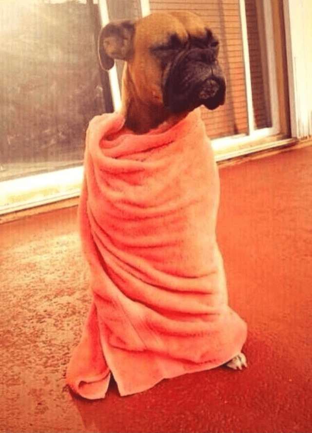 Boxer blanket Blank Template Imgflip