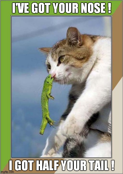 Cat Versus Lizard ! Imgflip