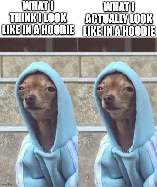 Image tagged in chihuahua in hoodie Imgflip