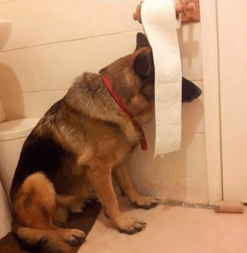Dog hiding behind toilet paper Blank Template Imgflip