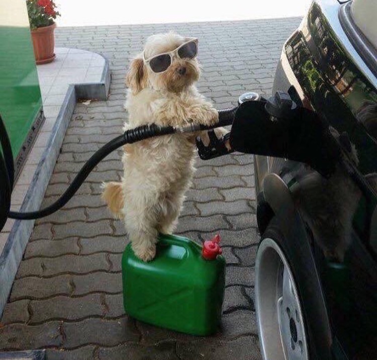 Dog Petrol Station Attendant (Higher Res) Blank Template Imgflip