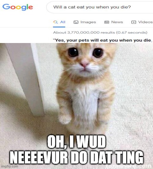 Cute Cat Meme Imgflip