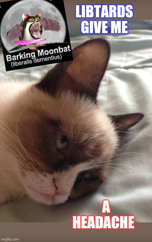 Image tagged in grumpy cat insults,libtards Imgflip