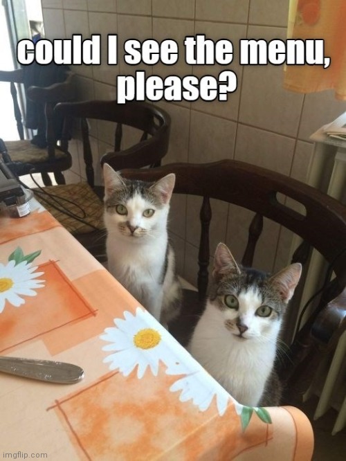 cats menu Memes & GIFs Imgflip