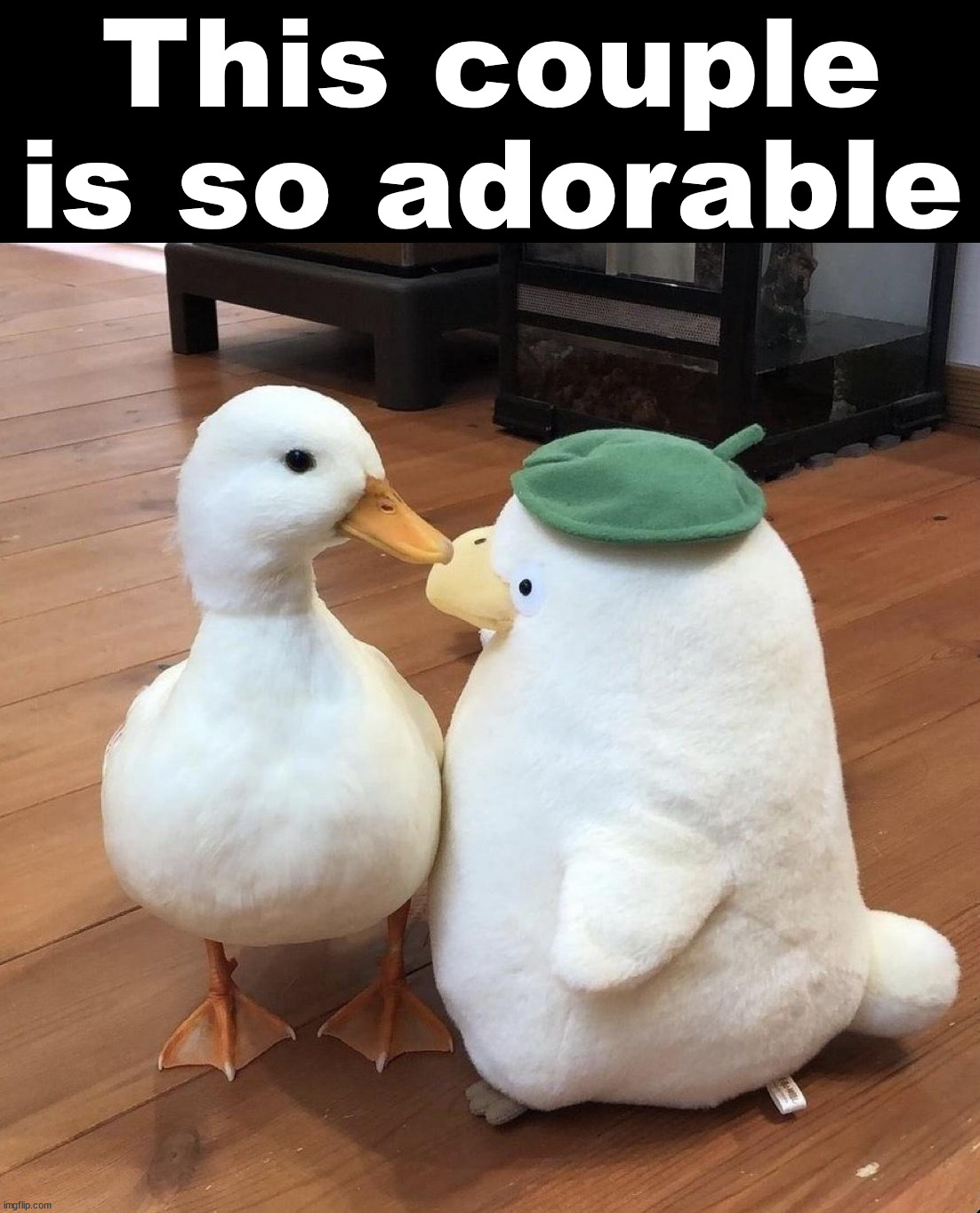 Image tagged in ducks Imgflip