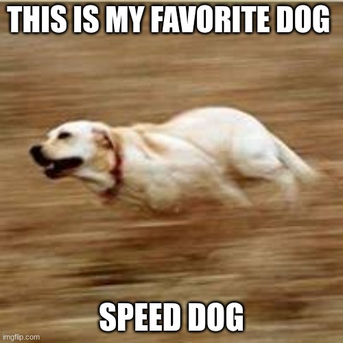 speeed dooooog Imgflip
