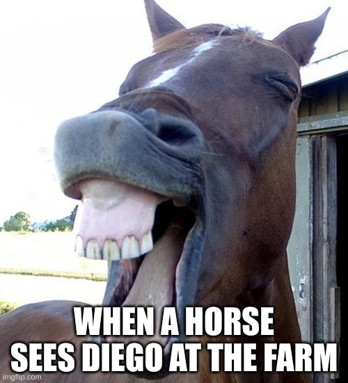 Funny Horse Face Imgflip