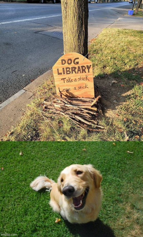 Dog library Imgflip