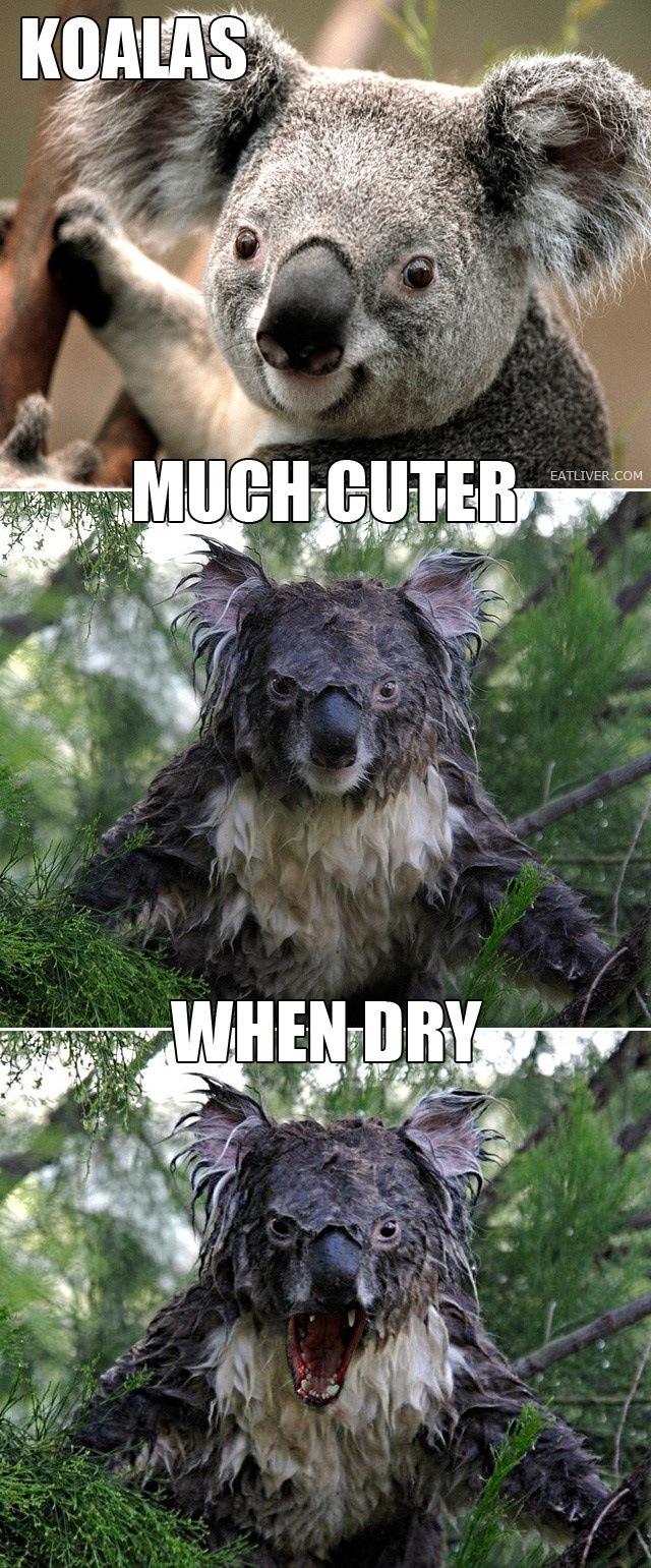 Image tagged in animals,funny,koalas Imgflip