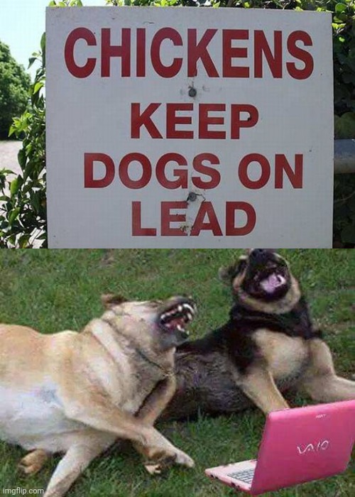 Dogs on lead Imgflip