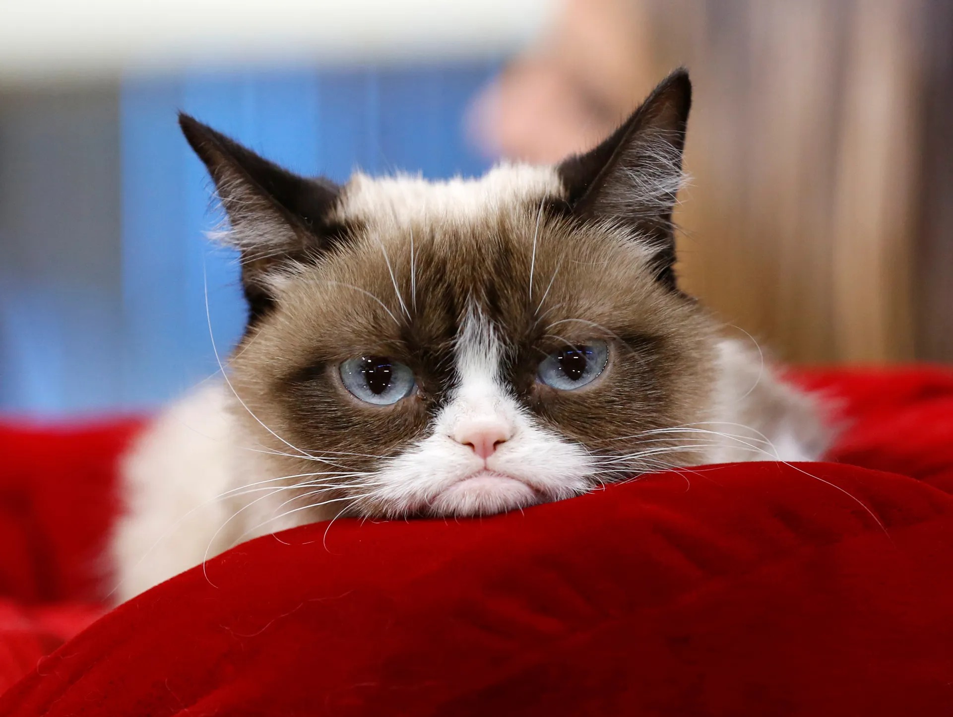 Grumpy Cat is Bored Blank Template Imgflip
