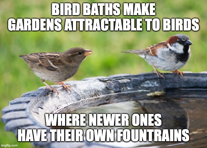 Bird Bath Imgflip