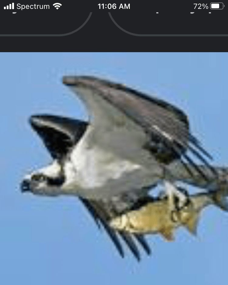 Osprey with fish Memes Imgflip