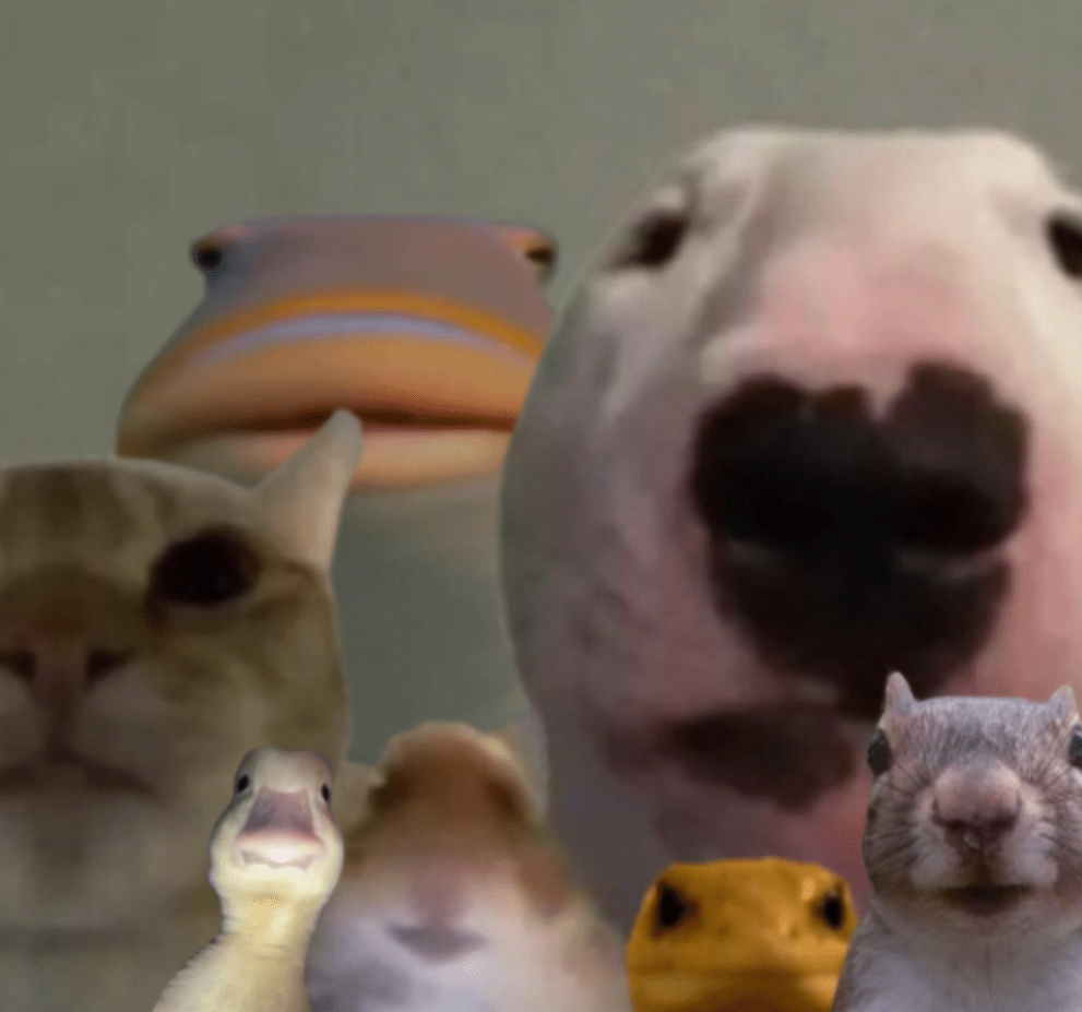 The Animal Council Blank Template Imgflip