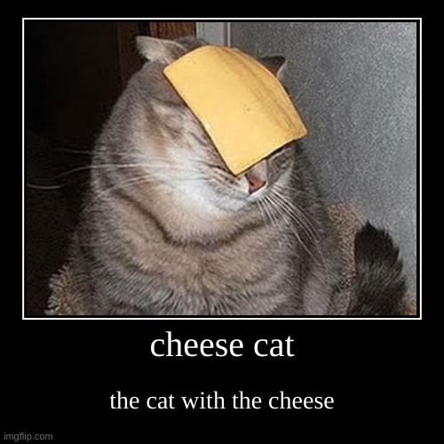 cheese cat the cat with the cheese cheese cat, i put the cheese on 'im