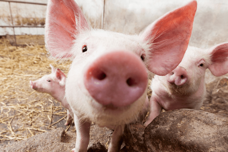 Pig Blank Template - Imgflip