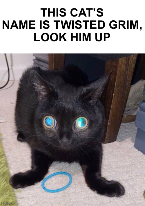 Rubber band cat Imgflip