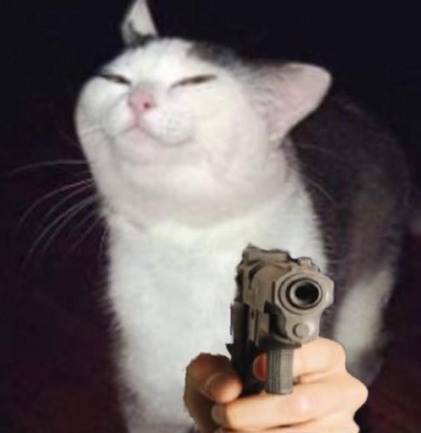 Gun cat Memes Imgflip