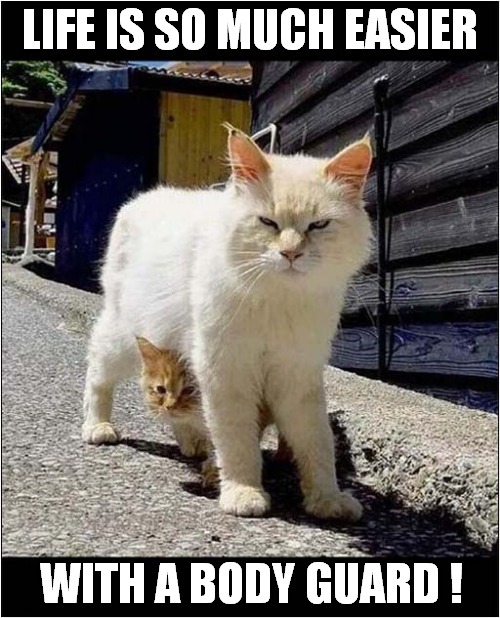 cats bodyguard Memes & GIFs Imgflip