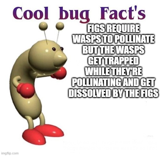 Cool Bug Facts Imgflip