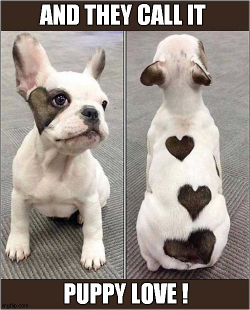 One Cute Puppy ! Imgflip