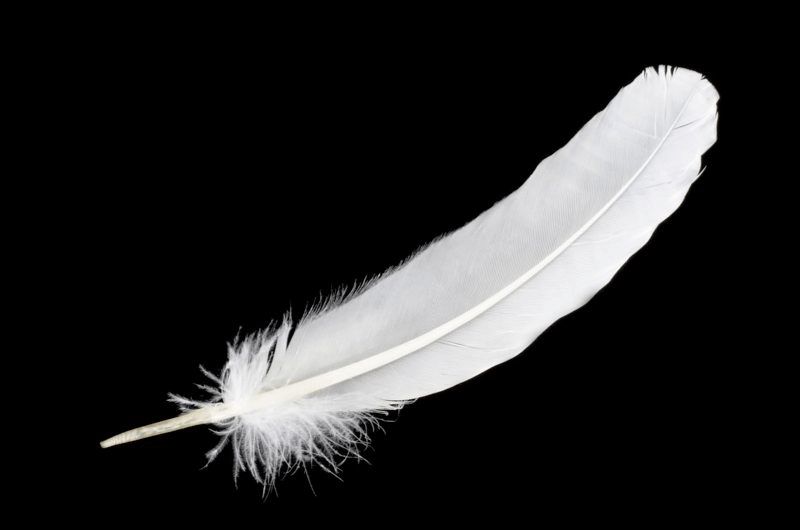 White Feather Cowardice Blank Template Imgflip