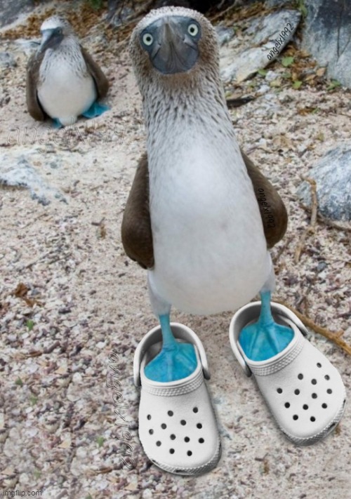 Image tagged in blue footed booby,bird,feet,shoes,crocs,pacific Imgflip