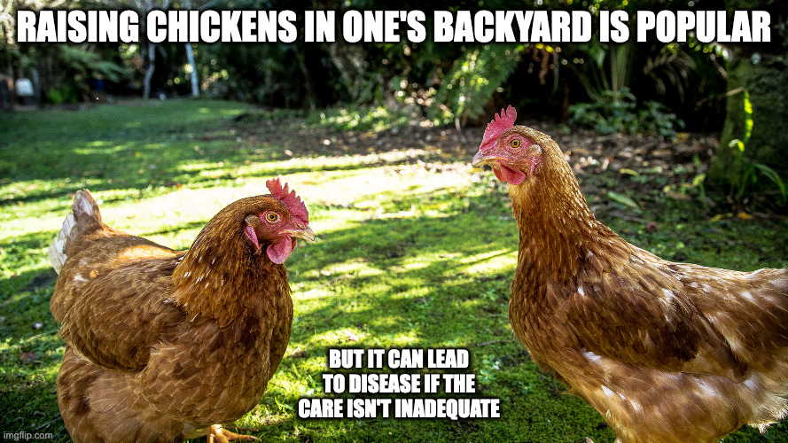 Chickens in Backyard Imgflip