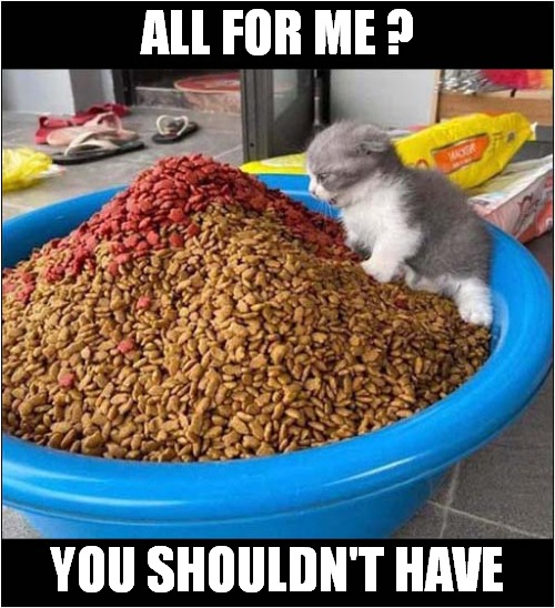 Don't Overfeed That Kitty ! Imgflip