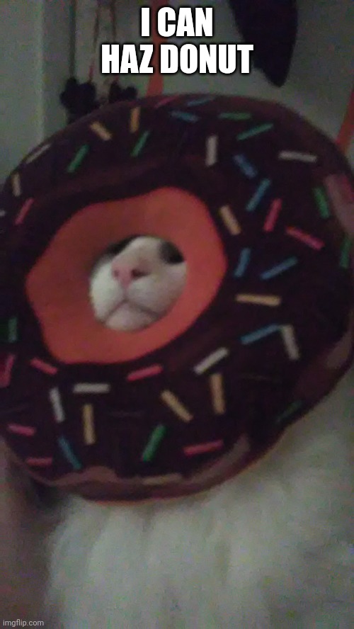 Donut cat Imgflip