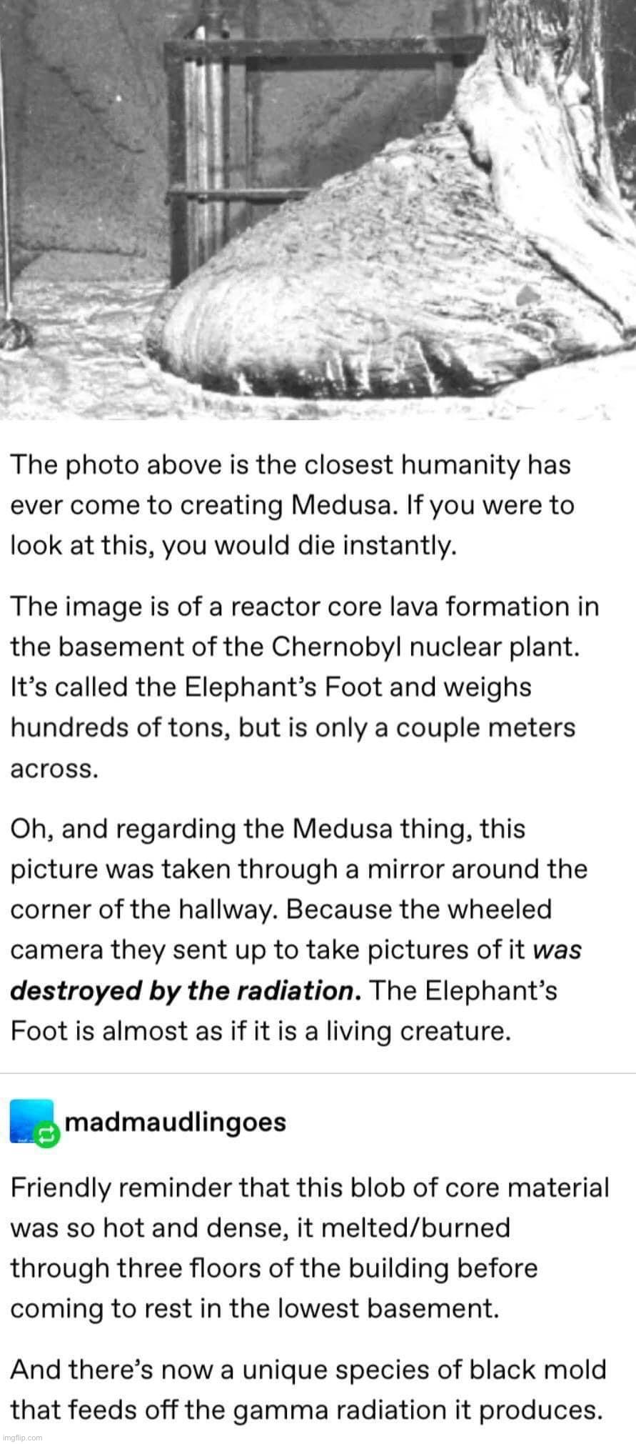 Elephant’s foot Imgflip