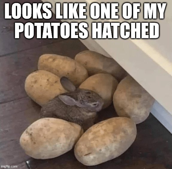 Image tagged in bunny Imgflip