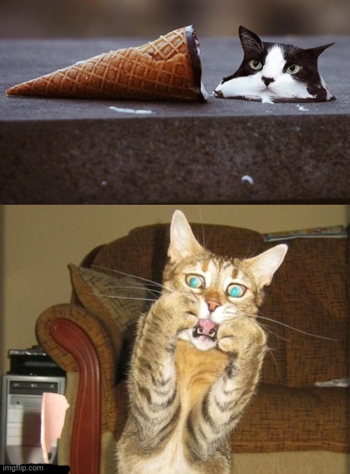 Cat ice cream cone Imgflip
