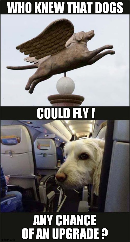 Dogs In The Air ! Imgflip