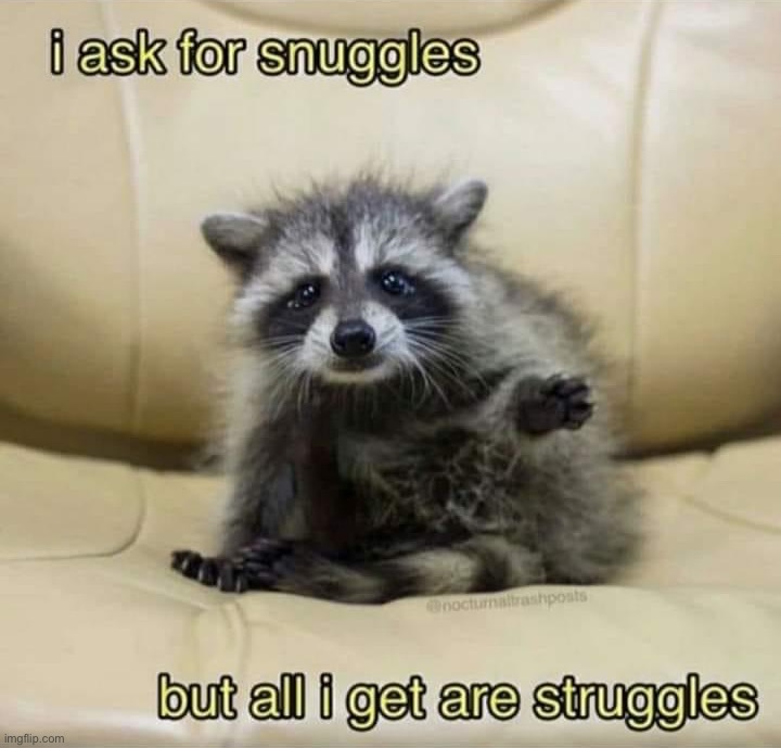 I ask for snuggles Imgflip
