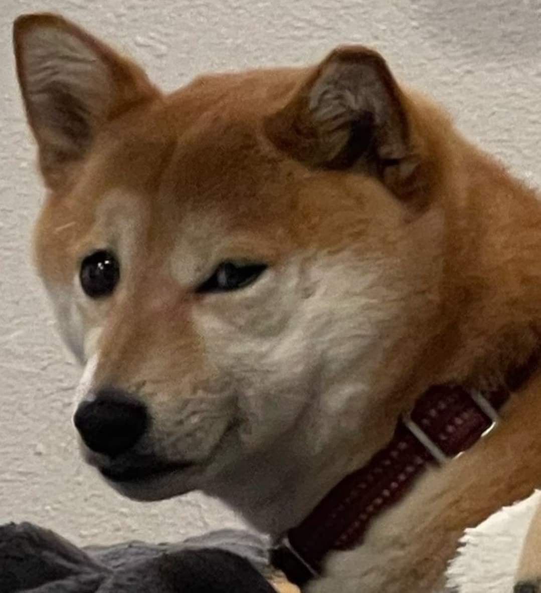 Shiba Side Eye Memes Imgflip