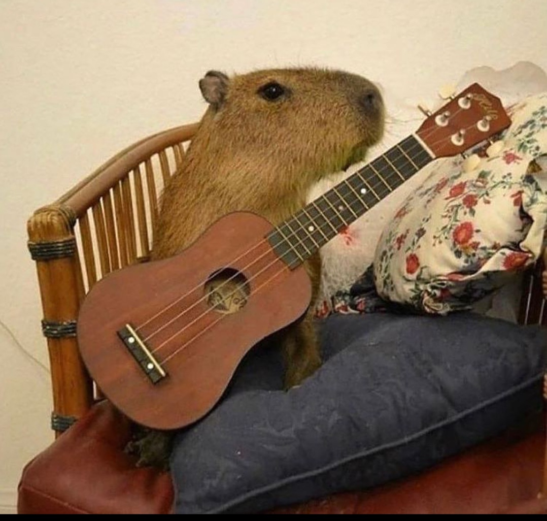 CAPY UKULELE Memes Imgflip