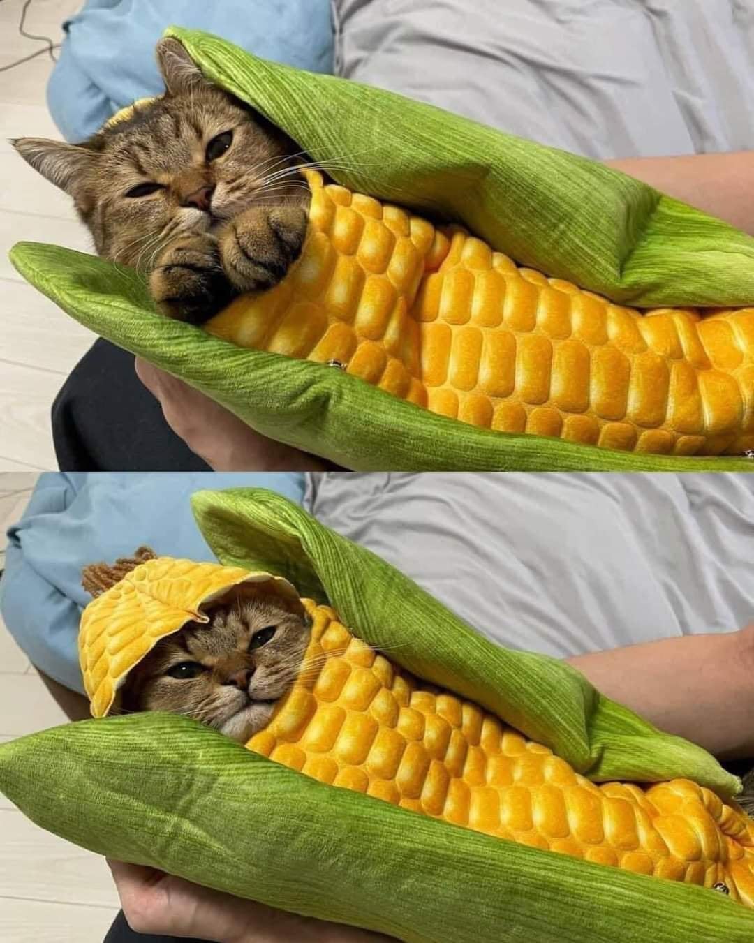 corn cat Memes Imgflip